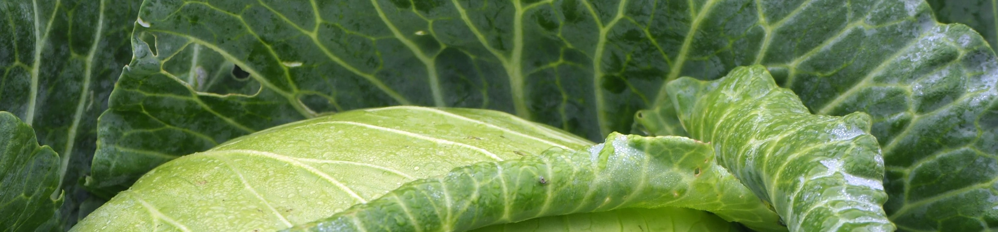 cabbage