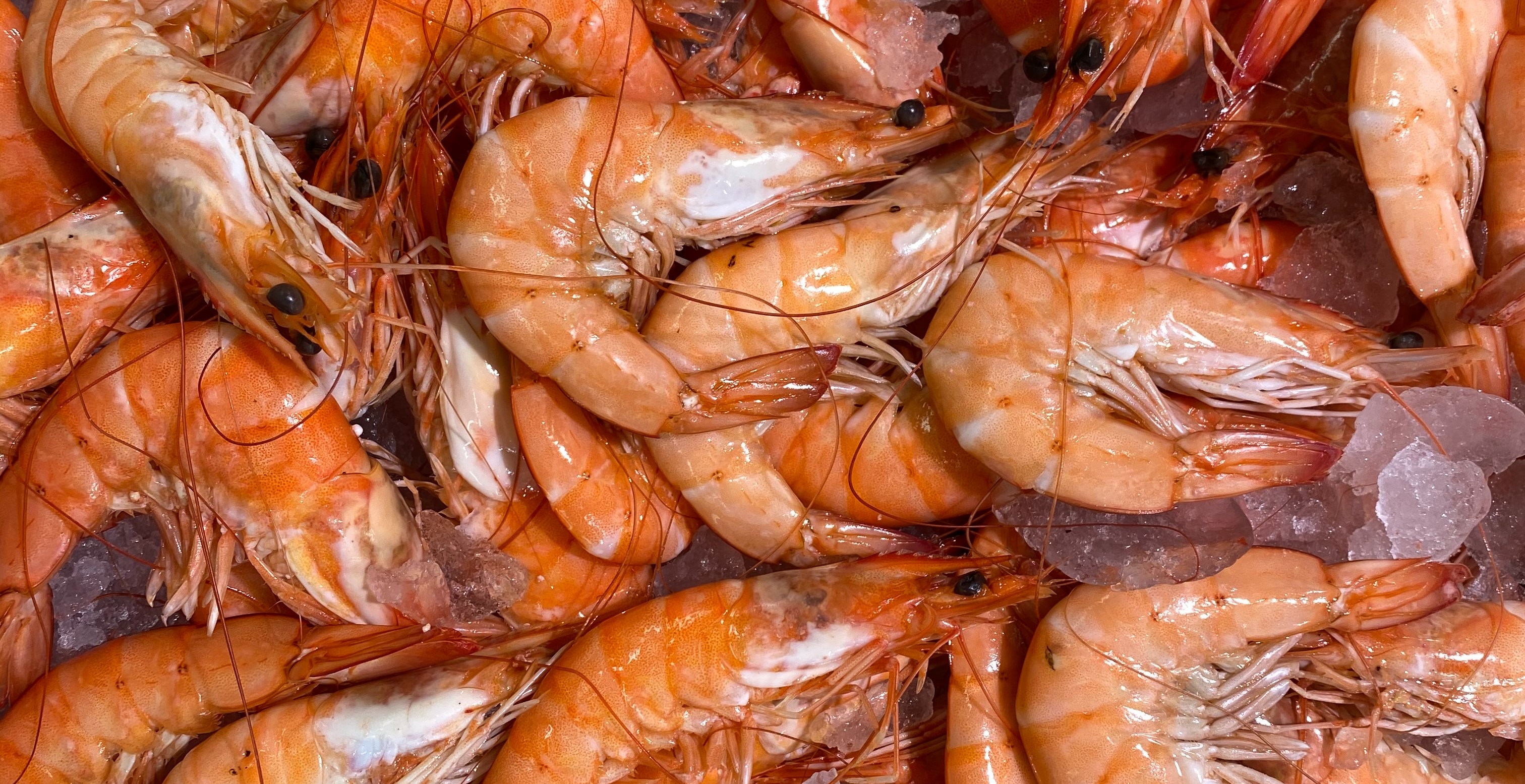 prawns
